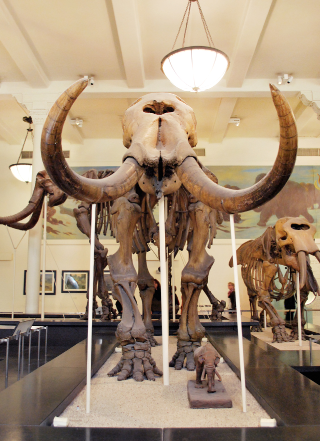A Trip to the American Museum of Natural History in New York City | Em Busy Living