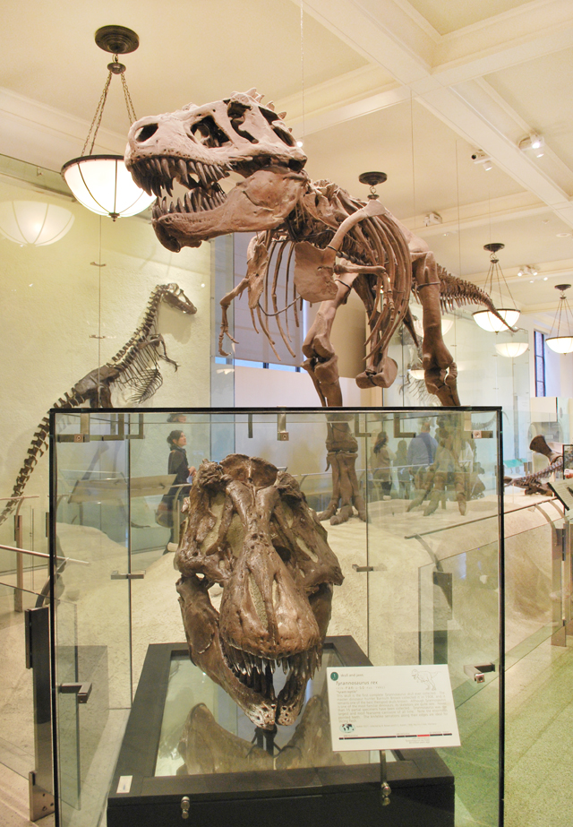 A Trip to the American Museum of Natural History in New York City | Em Busy Living